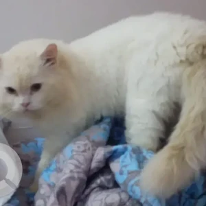 A White Persian Cat Missing from khalidaiya