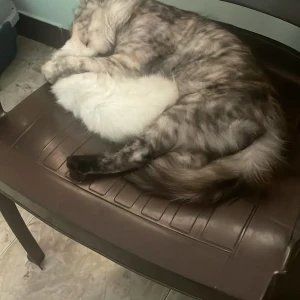 A Grey-White Mix Tortoiseshell Cat Missing from Kolathur, Vajravel Nagar-3