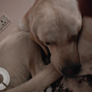 A White-Brown Mix Indie Dog Missing from Kamakshipalya-4