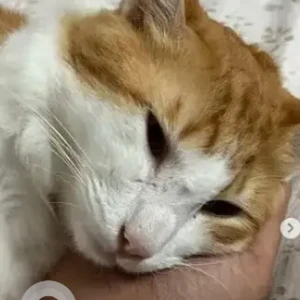 A White-Brown Mix Ginger Cat Missing from Shakthi Castle, Nagavarapalya, Kagdasapura