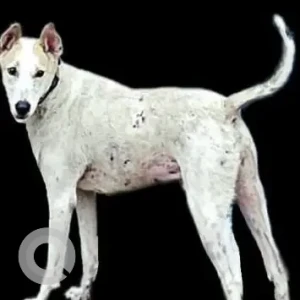 A White-Brown Mix Indie Dog Missing from SRCC, Delhi University