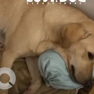 A Brown Golden Retriever Dog Missing from Arambol, Korgao-2