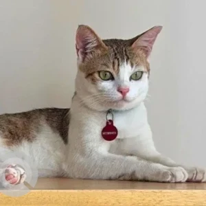 A White-Brown Mix Indie Cat Missing from Al Arina abode, Indiranagar