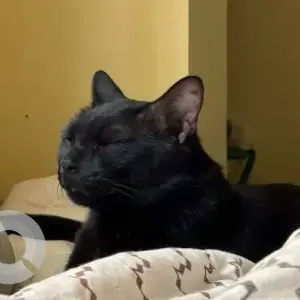 A Black Indie Cat Missing from Niva Medical Clinic, HSR Layout Sector 1-3