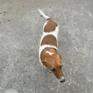 A White-Brown Mix Indie Dog Missing from Pitampura, New Delhi-2