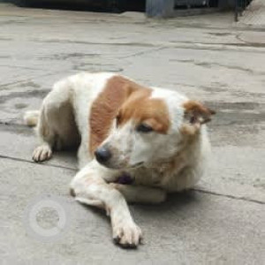 A White-Brown Mix Indie Dog Found from Chikkanagamangala, Bengaluru