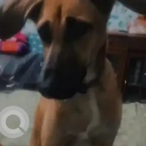 A White-Brown Mix Indie Dog Missing from Balmiki Basti