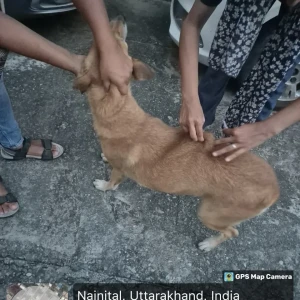 Rabies vaccination-51