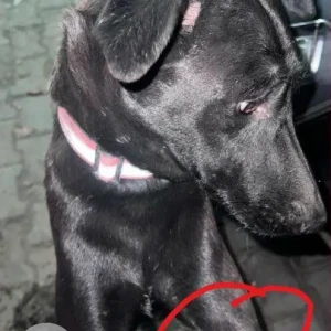 A Black and White Indie Dog Missing from Sector 85, Faridabad-2