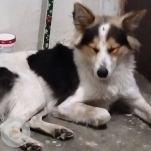 A White-Brown Mix Mix Dog Missing from biratnagar ward no 12.