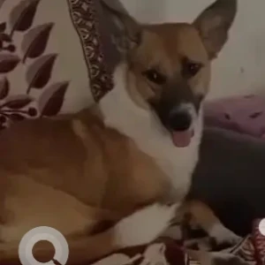 A White-Brown Mix Indie Dog Missing from Sri Ganesha temple, Kumarapark west-2