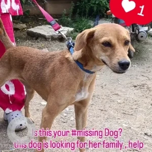 A White-Brown Mix Indie Dog Missing from Bengaluru-3