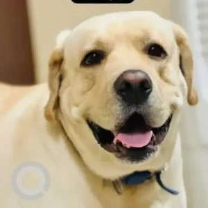 A White Labrador Dog Missing from Bhosari