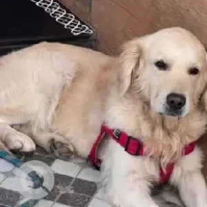 A Brown Retriever Dog Missing from Lava Kusha park, Kuvempunagar-3