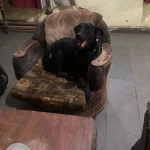 A Black Indie Dog Missing from Dabri village