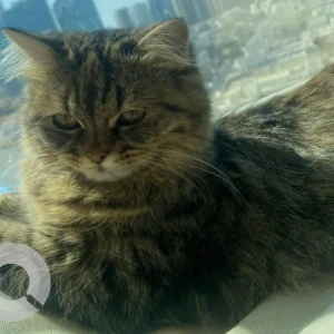 A Black and Brown Persian Cat Missing from ELECTRA chick baik building-2