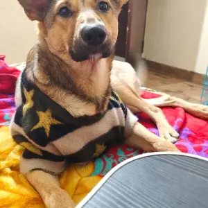 A Black and Brown German Shepherd Indie mix Dog Missing from Avj Height Society, Zeta 1