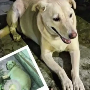 A White Indie Dog Missing from 925, Sector-3, RK Puram
