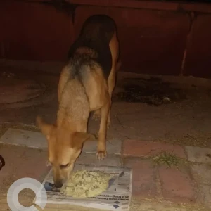 A Black and Brown Indie Dog Found from Vasant Kunj, Kishangarh, masoodpur, JNU
