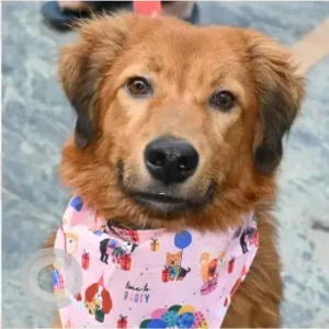 Male Indie Retriever Mix Dog Adoption for Adoption in 