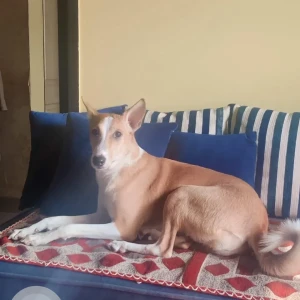 A White-Brown Mix Indie Dog Missing from Chirag Nagar near Viviana Mall, Thane (West)-2