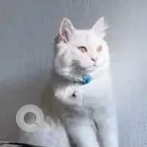 A White Persian Cat Missing from Purasawalkkam