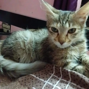 A Black and Brown Indie Cat Missing from Baguiati