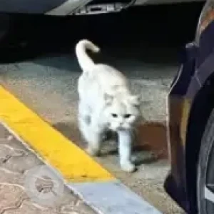 A White Domestic Shorthair Cat Found from Khalidiya