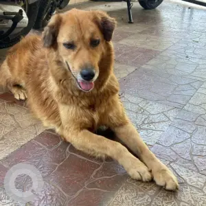A Brown Indie Dog Found from Vijayanagar 3rd stage