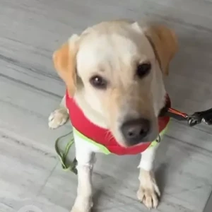 A Light Brown Labrador Dog Found from Saket Neb Sarai