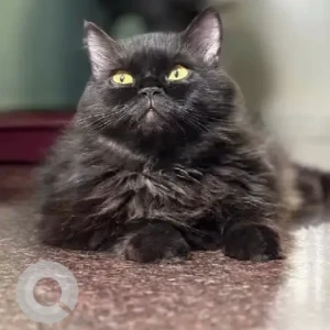 A Black Persian Cat Missing from Bommanahalli, Virat Nagar