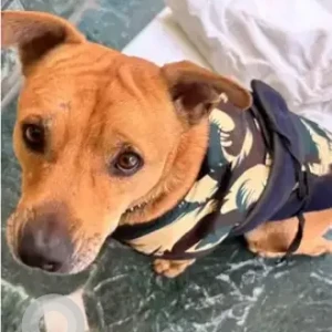 A Brown Indie Pitbull mix Dog Found from BTM stage 2, Vighneshwara temple