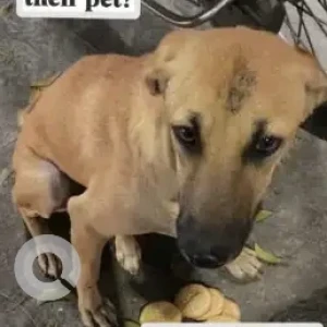 A White-Brown Mix Indie Dog Missing from Ambattur