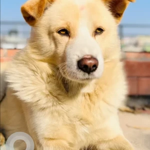 A Golden Mix Dog Missing from Surya Darshan Height, Baniyatar