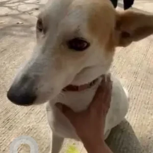 A White-Brown Mix Indie Dog Missing from Baner