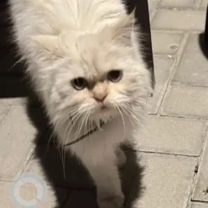 A White Persian Cat Found from Al Azra