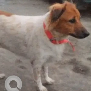 A White-Brown Mix Indie Dog Missing from Kothapet-2