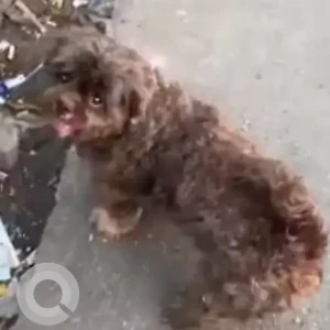 A Brown Poddle Dog Found from Anant Kanekar Marg