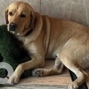 A White-Brown Mix Labrador Dog Missing from Harmilap Nagar-2