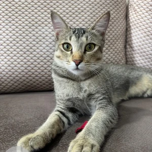 A White-Brown Mix Tabby Dog Missing from Gultekadi, Pune