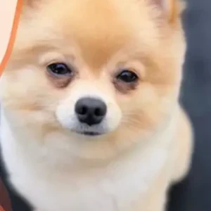 A Grey-White Mix Pomeranian Dog Missing from Al Barsha South road