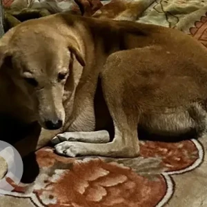 A White-Brown Mix Indie Dog Missing from Sushant Lok C block, Gurgaon