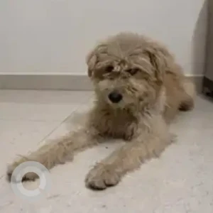 A White Lhasa Apso / Terrier mix Dog Found from Near DLF, Akshaynagar-2