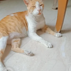 A White-Brown Mix Ginger cat Cat Missing from Neeti Bagh