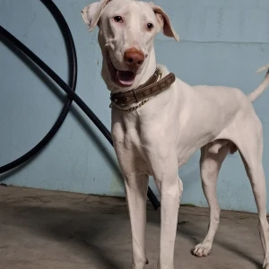 A White Rajapalayam Dog Missing from Vikravandi villuppuram