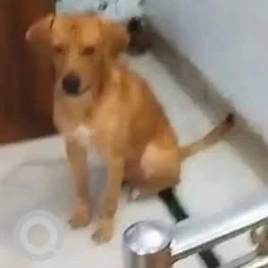 A Brown Indie Dog Missing from New Delhi