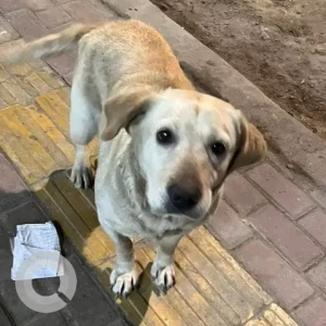 A Light Brown Labrador Dog Found from Kirtipur ; Police Chauki Area-2
