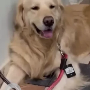 A Light Brown Golden Retriever Dog Found from Kodigehalli, Virupakshapura