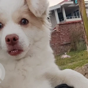 A White Pomeranian Dog Missing from Dibrugarh