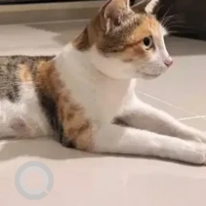 A White Indie Cat Missing from Electronic City phase 2, Ananth nagar, Hilalige road-2